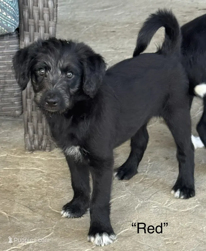 “Red” – Border Collie, Goldendoodle puppy for sale in Auxvasse, MO
