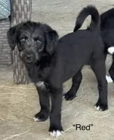 “Red”, a male Border Collie and Goldendoodle for sale in Auxvasse, MO – 1 of 1