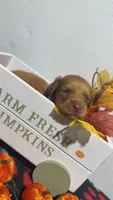 Taffy, a male Miniature Dachshund for sale in Pittsburg, TX – 3 of 6