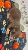 Hershey, a male Miniature Dachshund for sale in Pittsburg, TX – 4 of 6