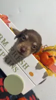 Hershey, a male Miniature Dachshund for sale in Pittsburg, TX – 2 of 6