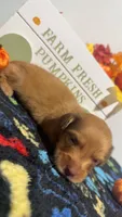 Taffy, a male Miniature Dachshund for sale in Pittsburg, TX – 5 of 6