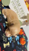 Lindor, a male Miniature Dachshund for sale in Pittsburg, TX – 3 of 5