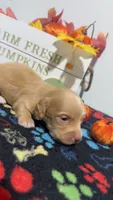 Lindor, a male Miniature Dachshund for sale in Pittsburg, TX – 2 of 5