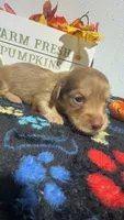 Ferrero, a female Miniature Dachshund for sale in Pittsburg, TX – 6 of 8