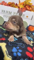 Hershey, a male Miniature Dachshund for sale in Pittsburg, TX – 6 of 6