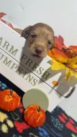 Ferrero, a female Miniature Dachshund for sale in Pittsburg, TX – 8 of 8