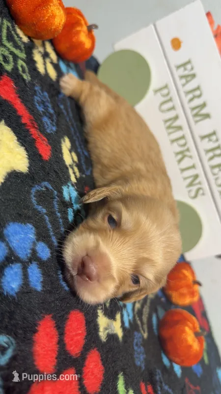 Butterscotch  – Miniature Dachshund puppy for sale in Pittsburg, TX