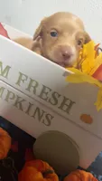 Lindor, a male Miniature Dachshund for sale in Pittsburg, TX – 5 of 5