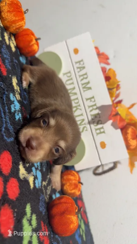 Hershey – Miniature Dachshund puppy on hold in Pittsburg, TX