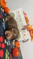 Hershey, a male Miniature Dachshund for sale in Pittsburg, TX – 1 of 6