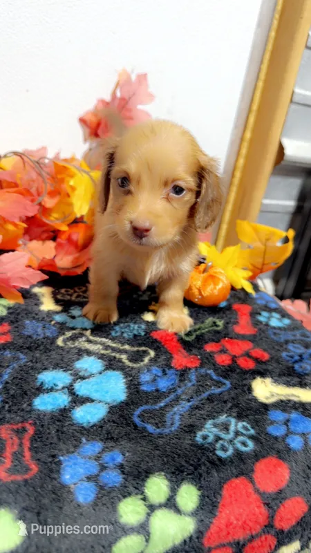 Taffy – Miniature Dachshund puppy for sale in Pittsburg, TX