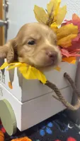 Butterscotch , a male Miniature Dachshund for sale in Pittsburg, TX – 5 of 6