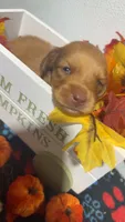 Taffy, a male Miniature Dachshund for sale in Pittsburg, TX – 2 of 6