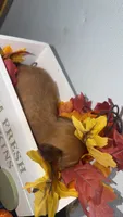 Taffy, a male Miniature Dachshund for sale in Pittsburg, TX – 6 of 6
