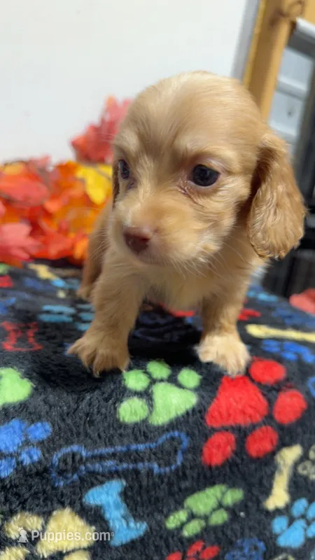 Butterscotch  – Miniature Dachshund puppy for sale in Pittsburg, TX