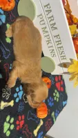 Taffy, a male Miniature Dachshund for sale in Pittsburg, TX – 4 of 6