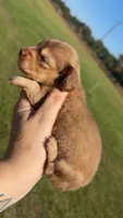 Ferrero, a female Miniature Dachshund for sale in Pittsburg, TX – 3 of 8