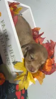 Ferrero, a female Miniature Dachshund for sale in Pittsburg, TX – 4 of 8