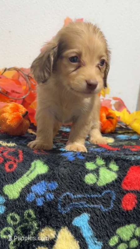 Ferrero – Miniature Dachshund puppy for sale in Pittsburg, TX