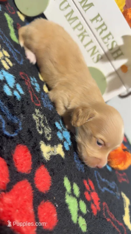 Lindor – Miniature Dachshund puppy for sale in Pittsburg, TX