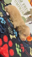 Lindor, a male Miniature Dachshund for sale in Pittsburg, TX – 1 of 5