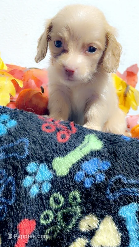 Lindor – Miniature Dachshund puppy for sale in Pittsburg, TX
