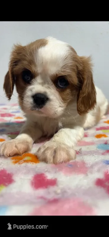 Red – Cavalier King Charles Spaniel puppy on hold in Pittsburg, TX