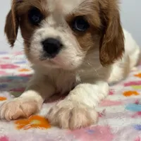 Red, a female Cavalier King Charles Spaniel for sale in Pittsburg, TX – Photo 1 of 5