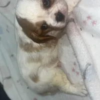 Red, a female Cavalier King Charles Spaniel for sale in Pittsburg, TX – Photo 3 of 5