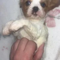 Red, a female Cavalier King Charles Spaniel for sale in Pittsburg, TX – Photo 2 of 5