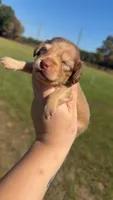 Ferrero, a female Miniature Dachshund for sale in Pittsburg, TX – 2 of 8