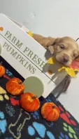 Butterscotch , a male Miniature Dachshund for sale in Pittsburg, TX – 4 of 6