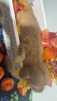 Butterscotch , a male Miniature Dachshund for sale in Pittsburg, TX – 3 of 6