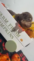 Hershey, a male Miniature Dachshund for sale in Pittsburg, TX – 5 of 6