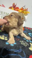 Ferrero, a female Miniature Dachshund for sale in Pittsburg, TX – 7 of 8
