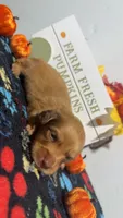 Taffy, a male Miniature Dachshund for sale in Pittsburg, TX – 1 of 6