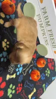 Butterscotch , a male Miniature Dachshund for sale in Pittsburg, TX – 6 of 6
