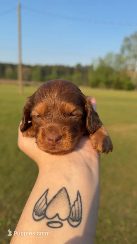 Lil Dan – Miniature Dachshund puppy for sale in Pittsburg, TX