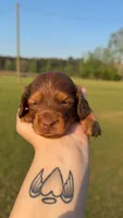 Lil Dan, a male Miniature Dachshund for sale in Pittsburg, TX – Photo 1 of 6