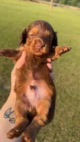 Lil Dan, a male Miniature Dachshund for sale in Pittsburg, TX – Photo 2 of 6