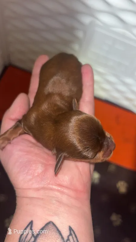 Lil Dan – Miniature Dachshund puppy for sale in Pittsburg, TX