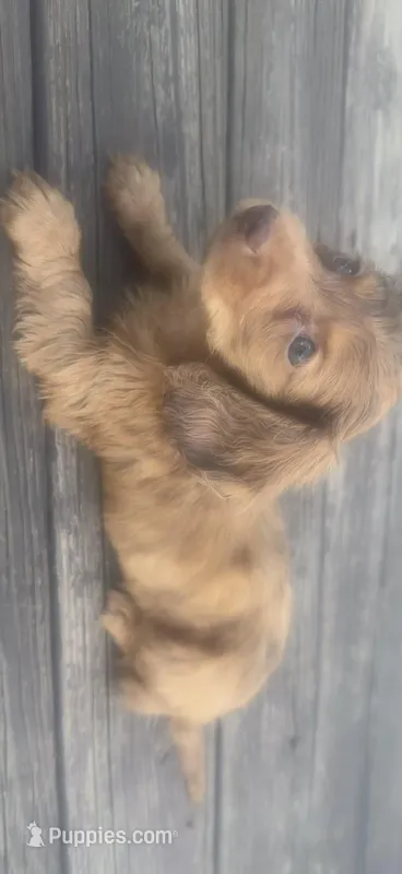 Lil Ann – Miniature Dachshund puppy for sale in Pittsburg, TX