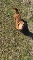 Lil Ann, a female Miniature Dachshund for sale in Pittsburg, TX – Photo 6 of 6