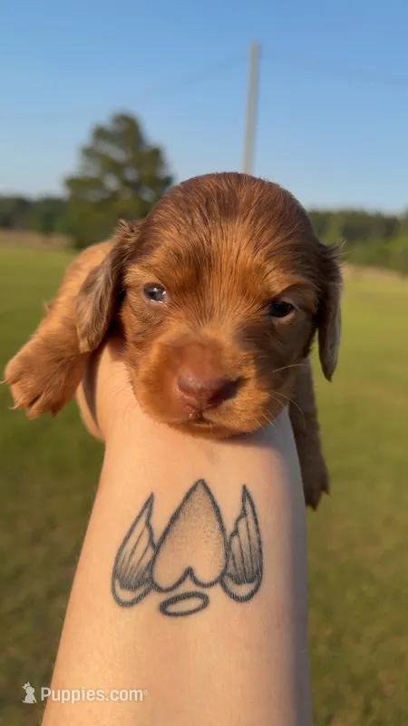 Lil Ann – Miniature Dachshund puppy for sale in Pittsburg, TX