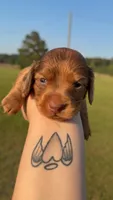 Lil Ann, a female Miniature Dachshund for sale in Pittsburg, TX – Photo 1 of 6