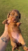 Lil Ann, a female Miniature Dachshund for sale in Pittsburg, TX – Photo 3 of 6