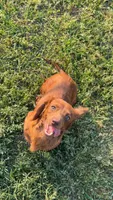 Lil Ann, a female Miniature Dachshund for sale in Pittsburg, TX – Photo 5 of 6