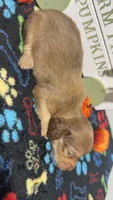 Ferrero, a female Miniature Dachshund for sale in Pittsburg, TX – 5 of 8