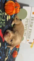 Butterscotch , a male Miniature Dachshund for sale in Pittsburg, TX – 2 of 6